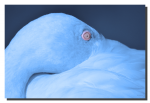 Flamingo 01_v5. 30" x 20"