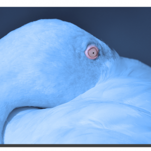 Flamingo 01_v5. 30" x 20"