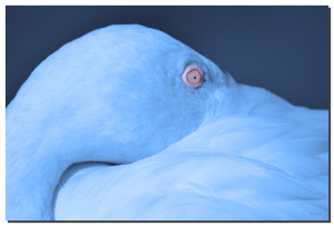 Flamingo 01_v5. 60" x 40"