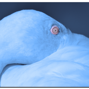 Flamingo 01_v5. 60" x 40"