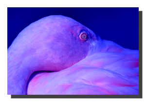 Flamingo 01_v6. 18" x 12"