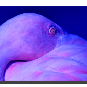 Flamingo 01_v6. 18" x 12"