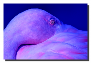 Flamingo 01_v6. 24" x 16"