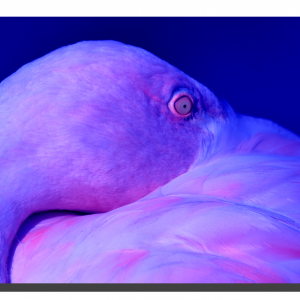 Flamingo 01_v6. 24" x 16"