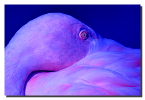 Flamingo 01_v6. 30" x 20"