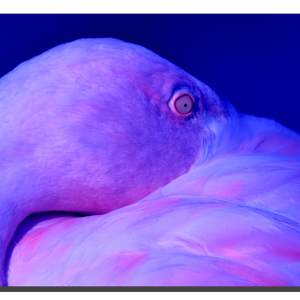 Flamingo 01_v6. 30" x 20"