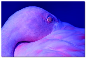 Flamingo 01_v6. 60" x 40"