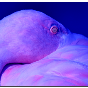 Flamingo 01_v6. 60" x 40"