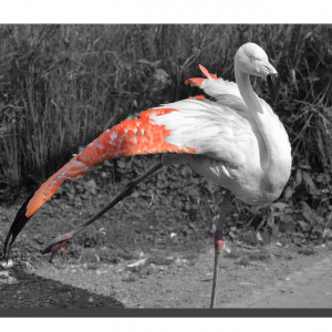 Flamingo 07. 18" x 12"