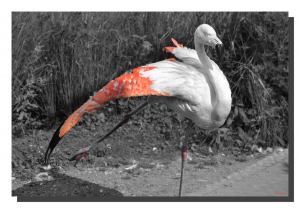 Flamingo 07. 24" x 16"