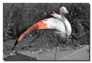 Flamingo 07. 30" x 20"