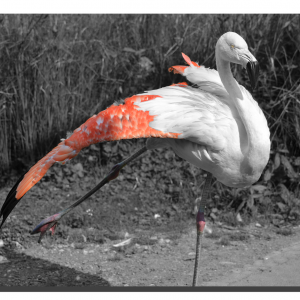 Flamingo 07. 30" x 20"