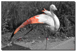 Flamingo 07. 60" x 40"