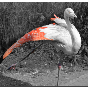 Flamingo 07. 60" x 40"