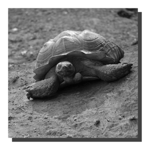 Giant Tortoise 01. 40" x 40"