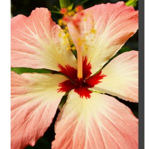 Hibiscus_010. 12" x 16"