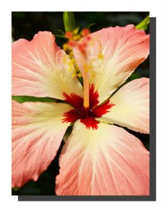 Hibiscus_010 12" x 16"