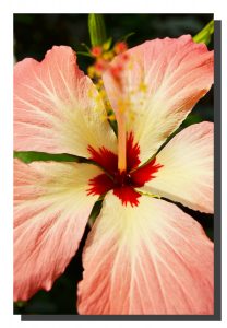 Hibiscus_010. 15" x 22"