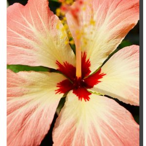 Hibiscus_010. 20" x 30"