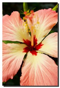 Hibiscus_010. 24" x 36"