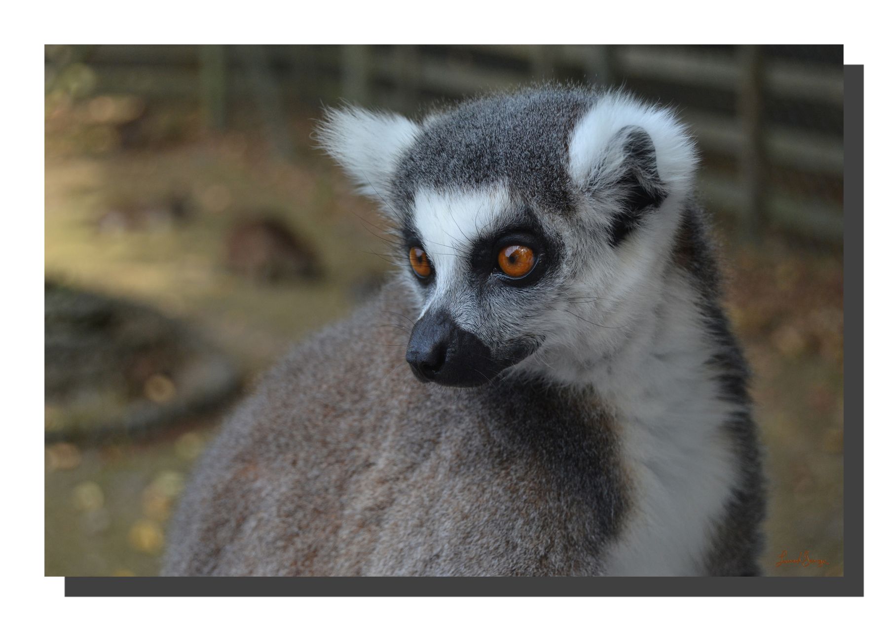 G_lima_03_18x12_DS Lemur 03. 18" x 12"