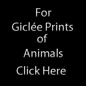 Animals on Giclée