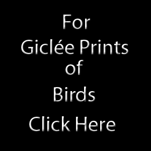 Birds on Giclée
