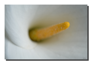 Arum White & Yellow 001. 18" x 12"