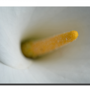 Arum White & Yellow 001. 18" x 12"