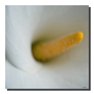 Arum White & Yellow 001. 20" x 20"