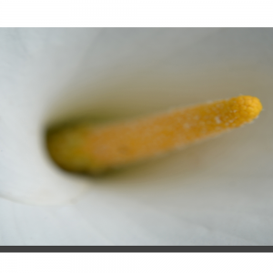 Arum White & Yellow 001. 16" x 8"