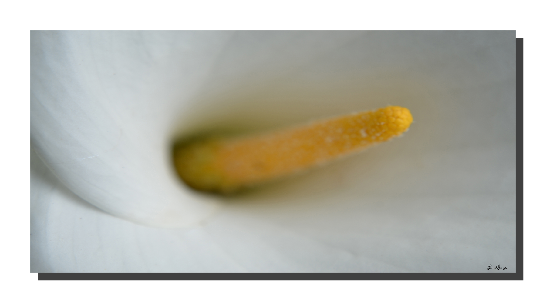G_arum_white_&_yellow_001_60x30_DS Arum White & Yellow 001. 60" x 30"