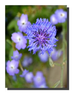 Brick Cornflower 001. 12" x 16"