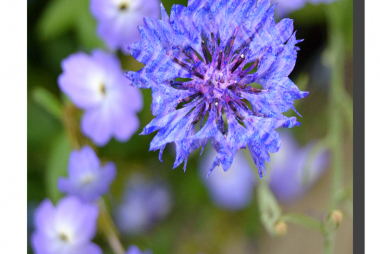 Brick Cornflower 001. 12" x 16"