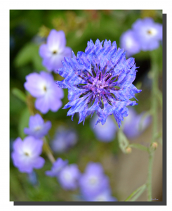 Brick Cornflower 001. 16" x 20"