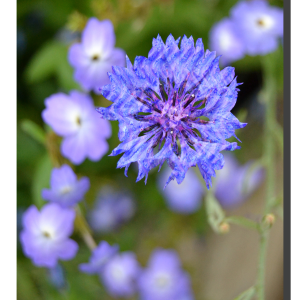 Brick Cornflower 001. 16" x 20"