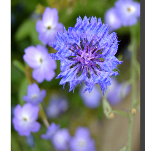 Brick Cornflower 001. 24" x 32"