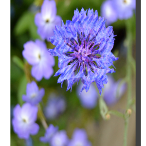 Brick Cornflower 001. 24" x 36"