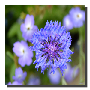 Brick Cornflower 001. 40" x 40"