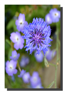 Brick Cornflower 001. 40" x 60"