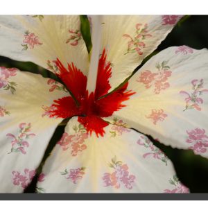 A cream hibiscus flower with a rose pattern on the petals. 16" x 12"