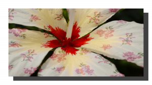 A cream hibiscus flower with a rose pattern on the petals. 16" x 8"