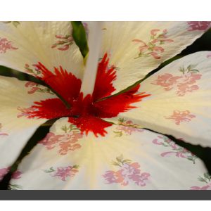 A cream hibiscus flower with a rose pattern on the petals. 16" x 8"