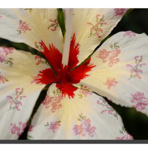 A cream hibiscus flower with a rose pattern on the petals. 20" x 16"