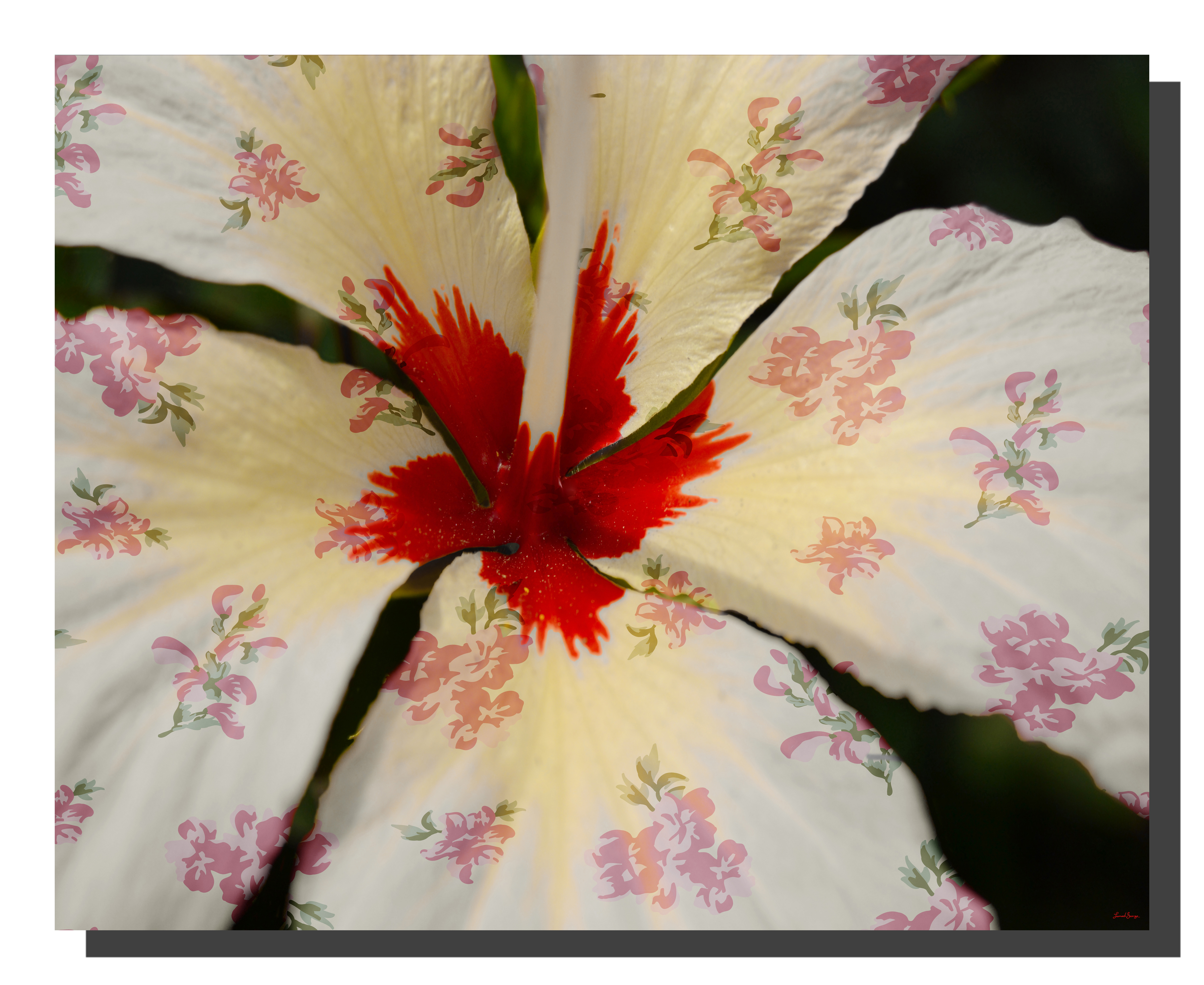 Cream Hibiscus with Red Roses A cream hibiscus flower with a rose pattern on the petals. 20" x 16"