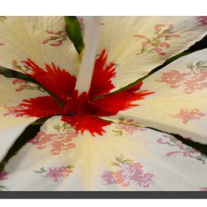 A cream hibiscus flower with a rose pattern on the petals. 24" x 11"