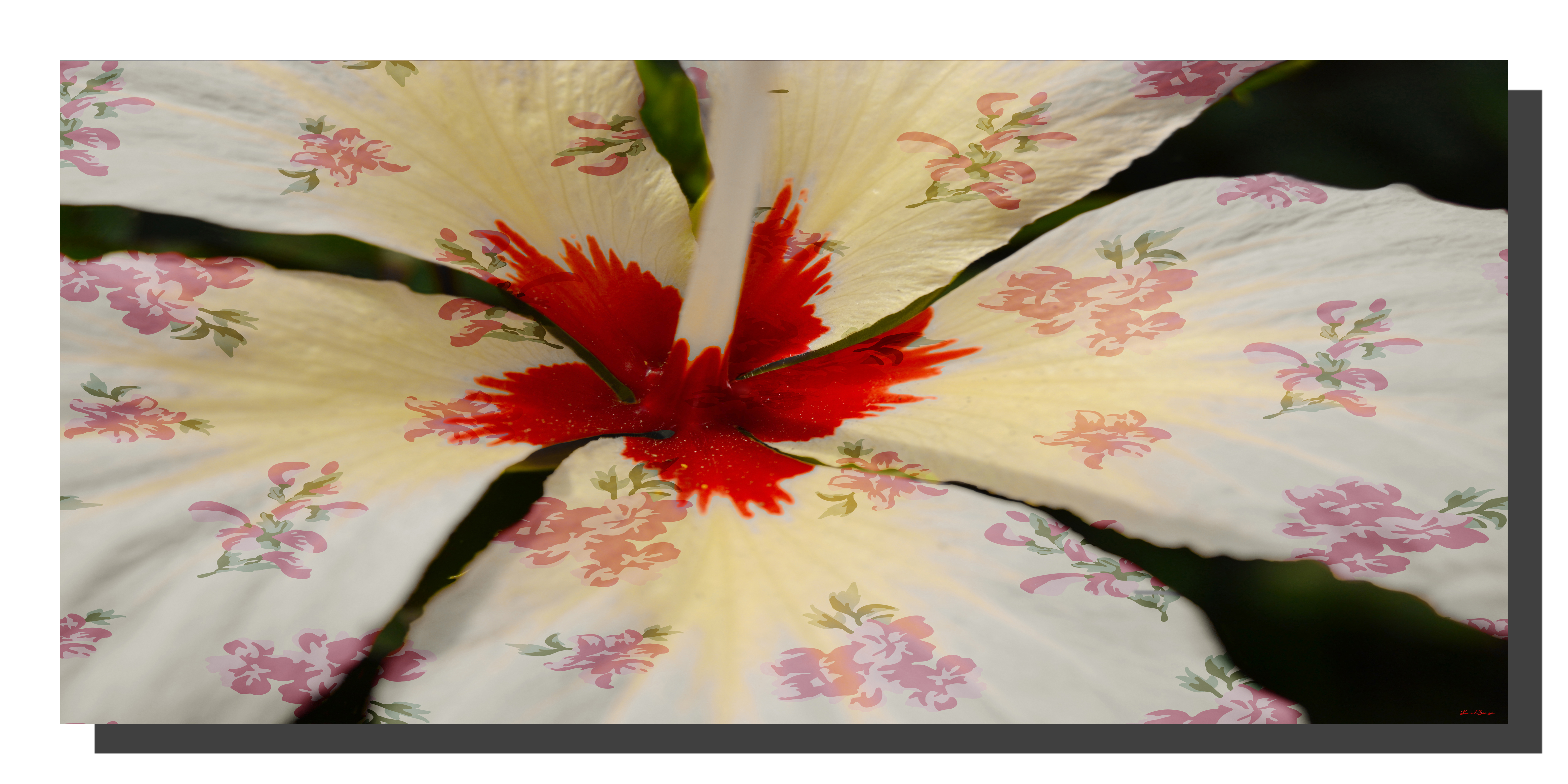 Cream Hibiscus with Red Roses A cream hibiscus flower with a rose pattern on the petals. 24" x 11"