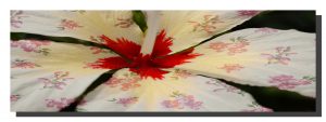 A cream hibiscus flower with a rose pattern on the petals. 30" x 10"