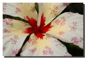 A cream hibiscus flower with a rose pattern on the petals. 30" x 20"