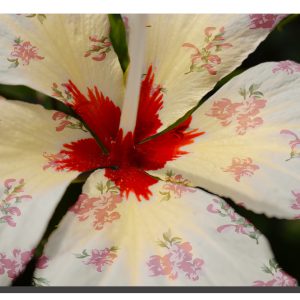 A cream hibiscus flower with a rose pattern on the petals. 30" x 20"